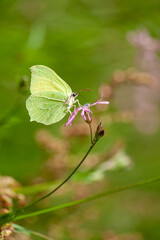 little green  butterfly perched on branch