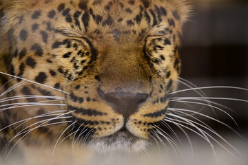 leopard, animal