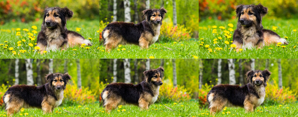 mongrel dog on the lawn with dandelions