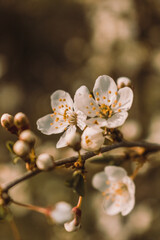 tree blossom