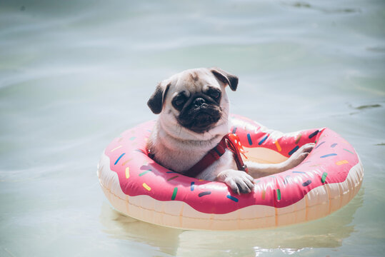 Cute pug floating in a swimming pool with a pink donut ring flotation device