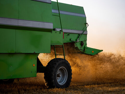 Combine harvester sifting wheat