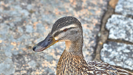 mallard duck