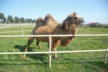 Camel owners leave their animals roam more less free . Pretty harmless and a nice tourist...