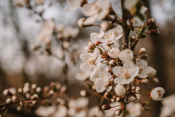 Obraz premium blooming tree