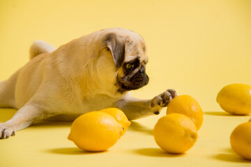 Funny dog mops is playing with lemons on a yellow background in the studio