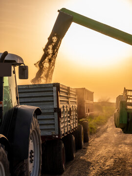 Sun rising over combine filling tractor trailer with harvested wheat