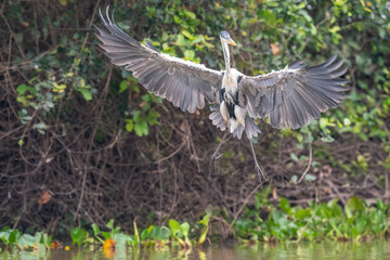 The cocoi heron (Ardea cocoi)