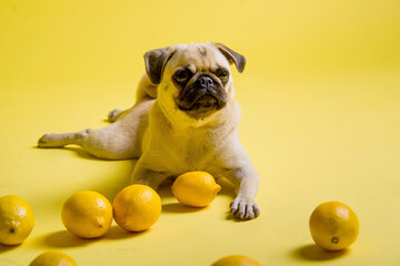 Funny dog mops is playing with lemons on a yellow background in the studio - 433285435