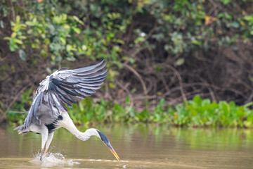 The cocoi heron (Ardea cocoi)