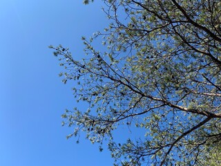 Pine tree against sky