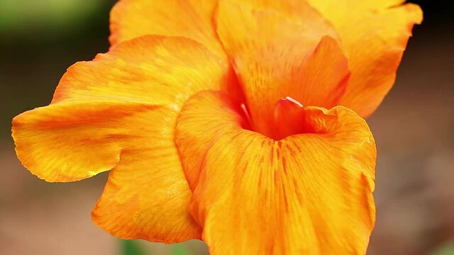Flor amarilla