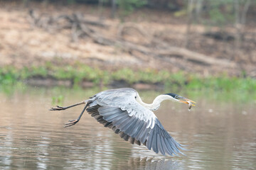 The cocoi heron (Ardea cocoi)