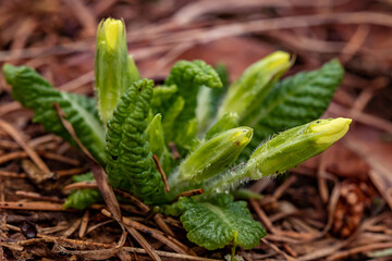 Primrose in the forest, macro shoot	