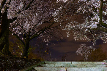 Cherry Blossom & Night View