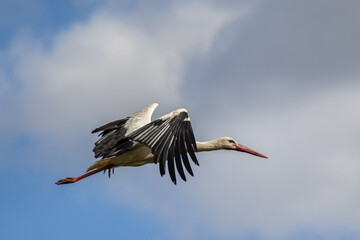Stork in flight