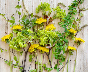 Dandelions, maple flowers and young foliage on a light background.