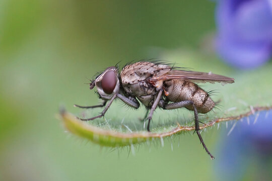 Detailed closeup of a grey colored root maggot fly , Leucophora species,  in the garden