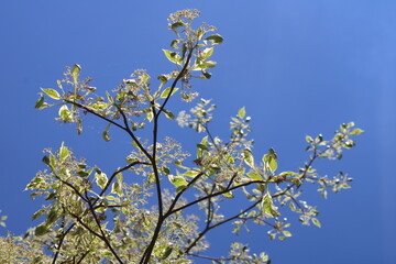 arbre