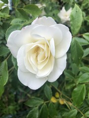 white rose in garden
