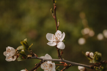 blooming tree