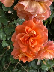 orange flower in garden