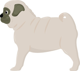 Cute pug puppy stands and looks into the distance. Vector illustration isolated on white background.