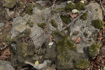 Moss on a rock