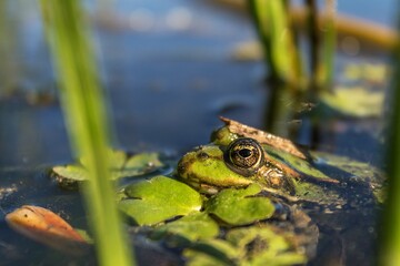 Fototapete bei efototapeten.de bestellen   