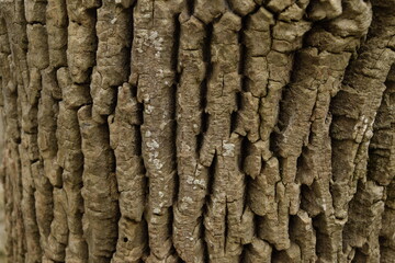 Tree bark