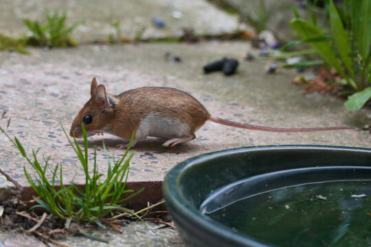 Waldmaus - Apodemus Sylvaticus	