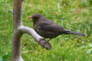 Amselweibchen auf einem Ast