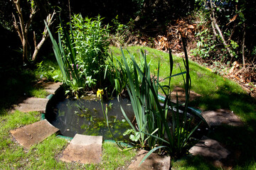 a small newly installed garden pond with fresh planting