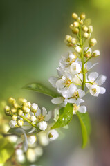 Dzikie białe kwiatuszki