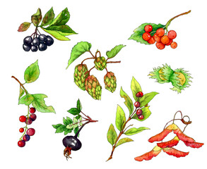 set of watercolor elements - viburnum berries, black rose hips, bird cherry, blackberry, hops, maple seeds and hazelnuts.