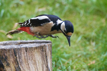 Buntspecht  bei der Futtersuche	