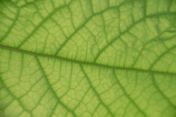 Naklejka na ściany i meble Green leaf macro
