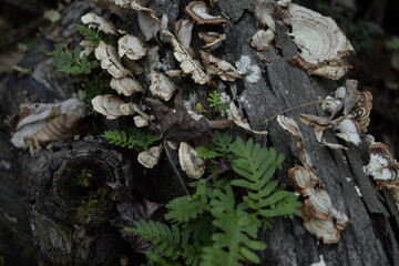 Fungus and ferns on a log