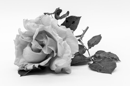 Black and white photo of rose type flower on white background. Macro photo of a rose with leafy petals. Flower of love. Valentine's Day