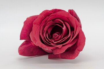 Fresh red rose on white background Colorful flowers. Botany. Close-up of a red rose