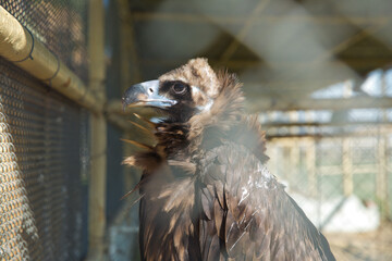Caged eagle. Animal rights and birds in captivity. Freedom of wildlife. Prison. Environmental...