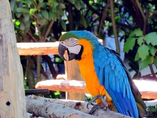 perroquet
