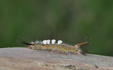 Live Oak Tussock caterpillar (Orgyia detrita) on a Crepe Myrtle tree, ventral view with copy space. Species is found in North America.