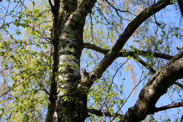 Obraz premium squirrel