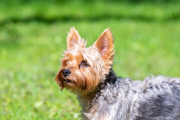 Female Yorkshire Terrier dog.