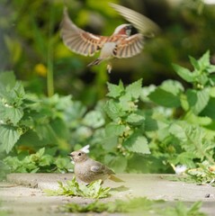 Rotschwänzchen und Spatz kämpfen um Körner
