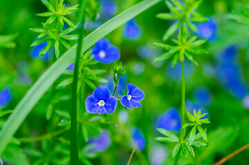 Veronica chamaedrys germander speedwell flowering plant, small flowers with deep blue petals in bloom