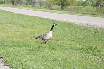Goose by a path