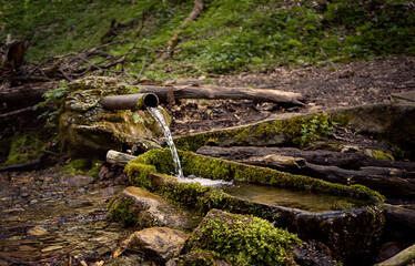 stump in the forest
