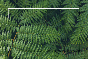 Frame Background Natural green fern in the garden.close up